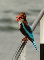 IMG_2047a